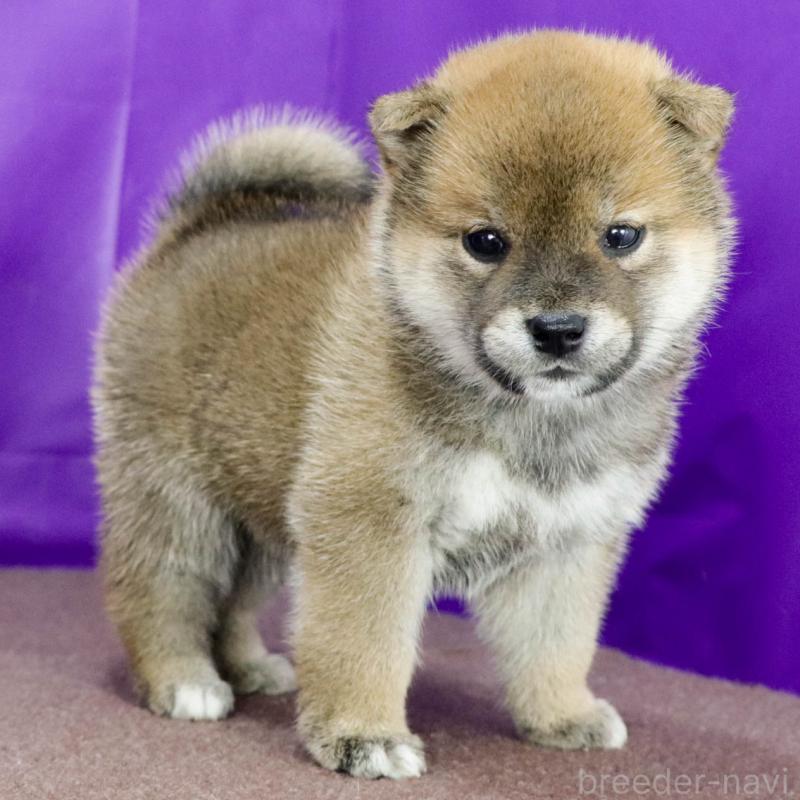販売中の愛知県の柴犬-401772の4枚目